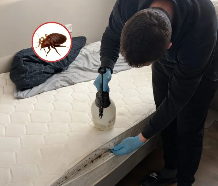 Technicien traitant un matelas contre les punaises de lit à Stains